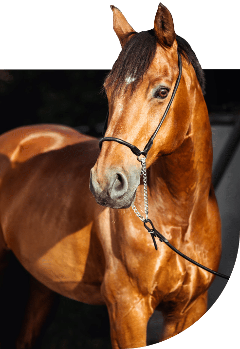 Alogo Equine Massage Therapy