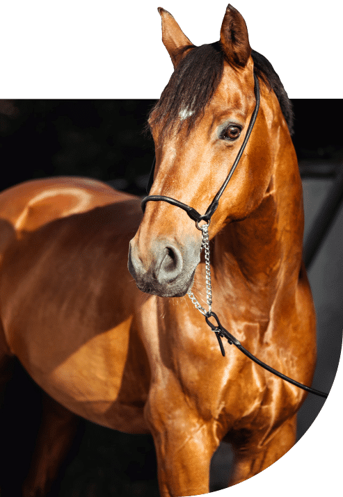 Equine with black mane and white face